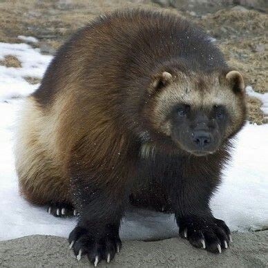 Wolverine | Животное росомаха, Редкие животные, Росомахи