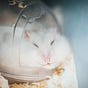 早就睡鼠了's avatar