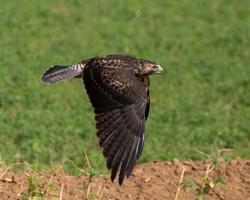 20250906-Manville-243-Edit.jpg 20250906-Manville-243-Edit.jpg