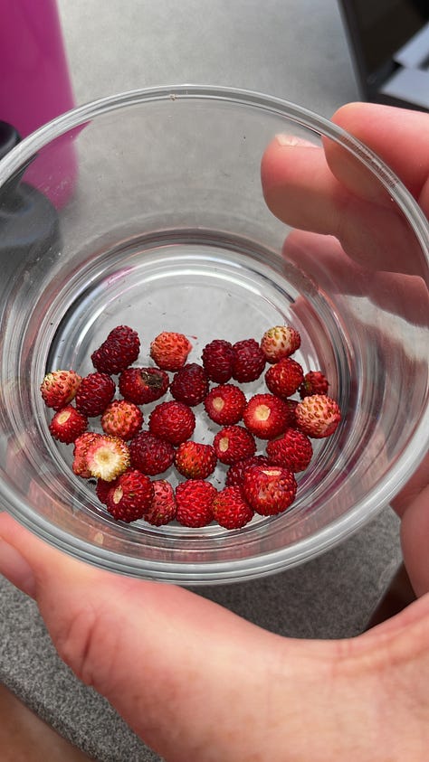 small red wild strawberries on Lisa's palm and in a glass, about the size of a blueberry