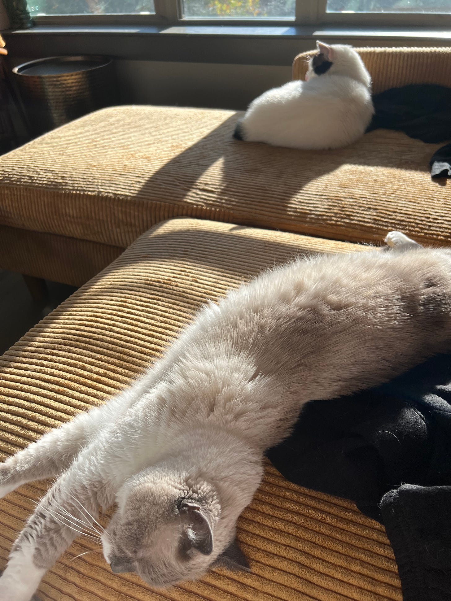 pic of cats Gigi and Pip lounging on their ginger colored sofa, stretched out in the sun
