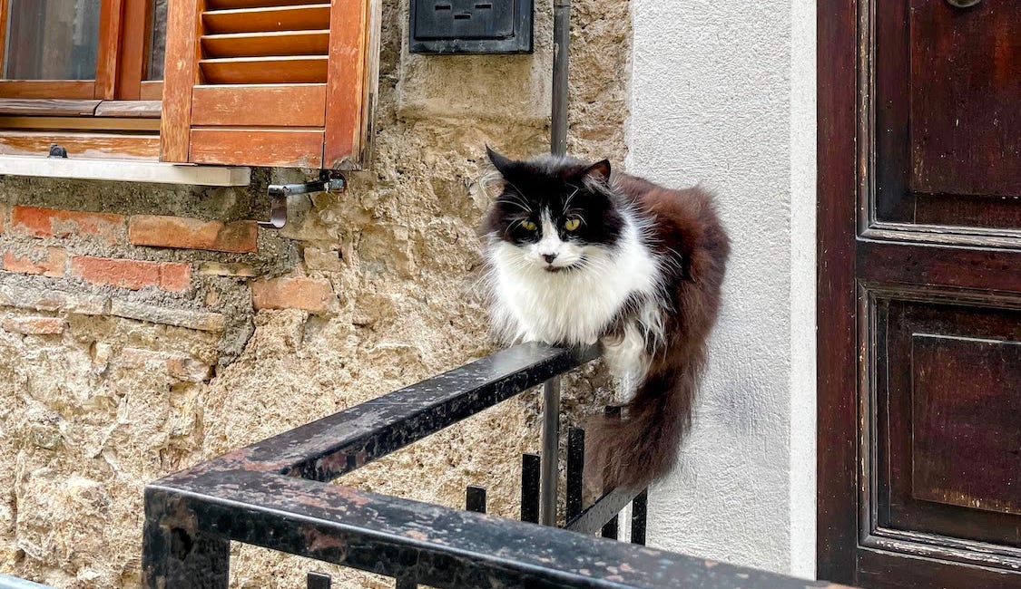 The Cats of Narni
