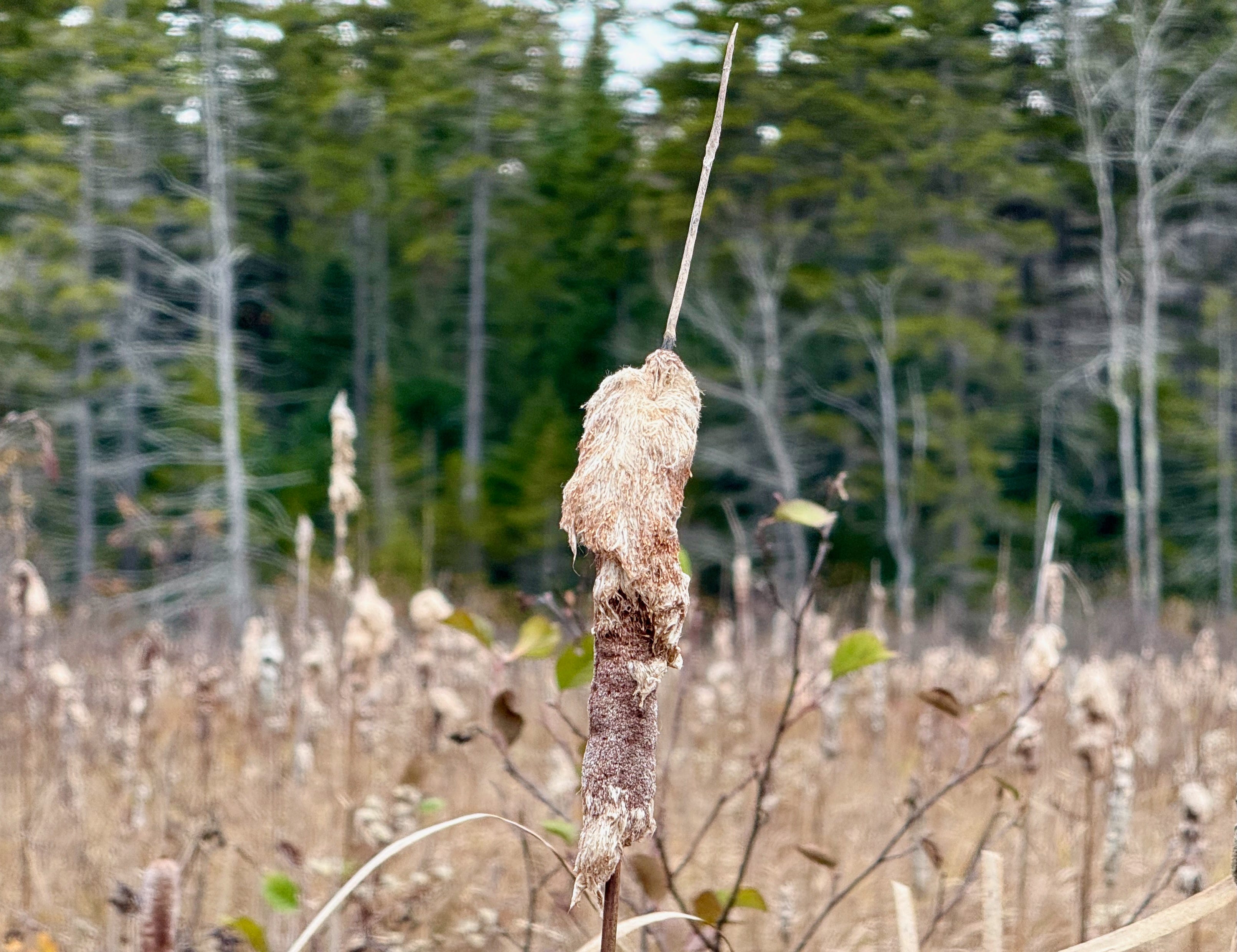 Spatial Florafluff The Soft Power of Fluff - by Susan Phillips