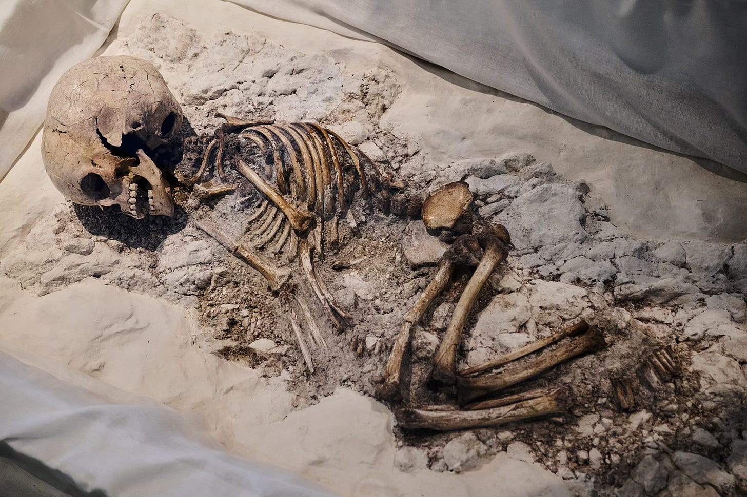 Documentary fieldwork photograph of a Neolithic Child’s Skeleton in the Alexander Keiller Museum, showing skeletal remains from 3350 BC Documentary fieldwork photograph of a Neolithic Child’s Skeleton in the Alexander Keiller Museum, showing skeletal remains from 3350 BC