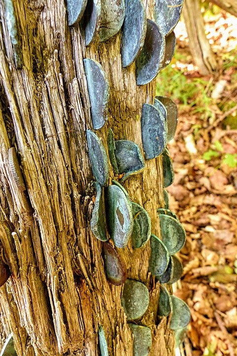 Photo of coin-tree on Isle Maree. Photo of coin-tree on Isle Maree.