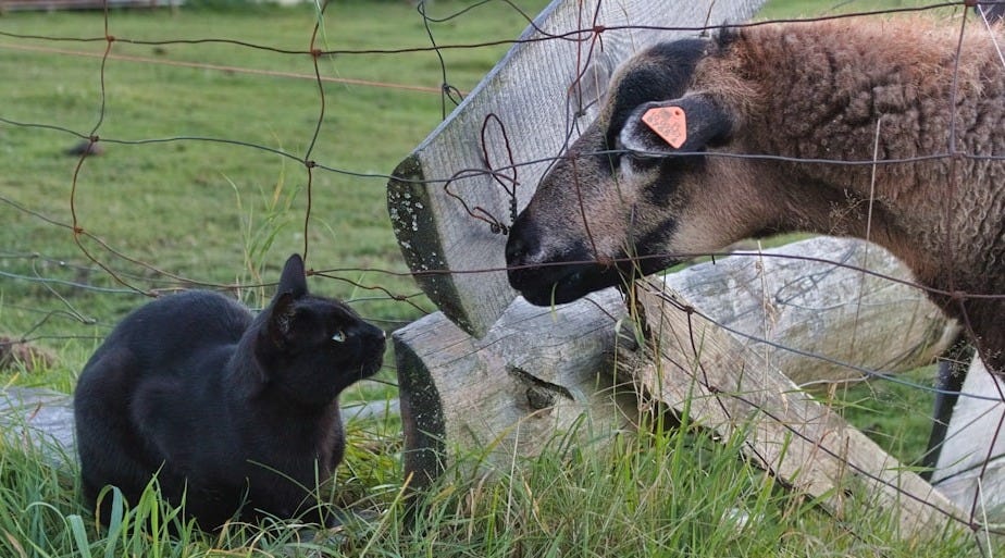black short coated dog on green grass field during daytime