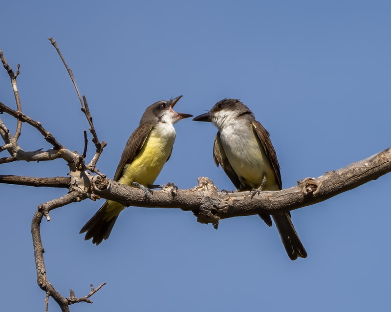 20250822-BoxCanyon-11-Edit.jpg 20250822-BoxCanyon-11-Edit.jpg