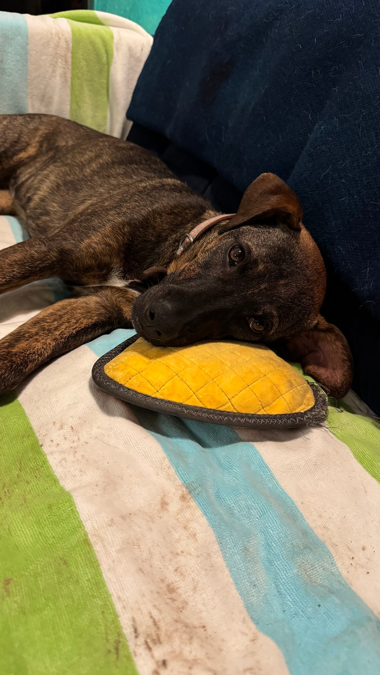 A dog resting on a couch.