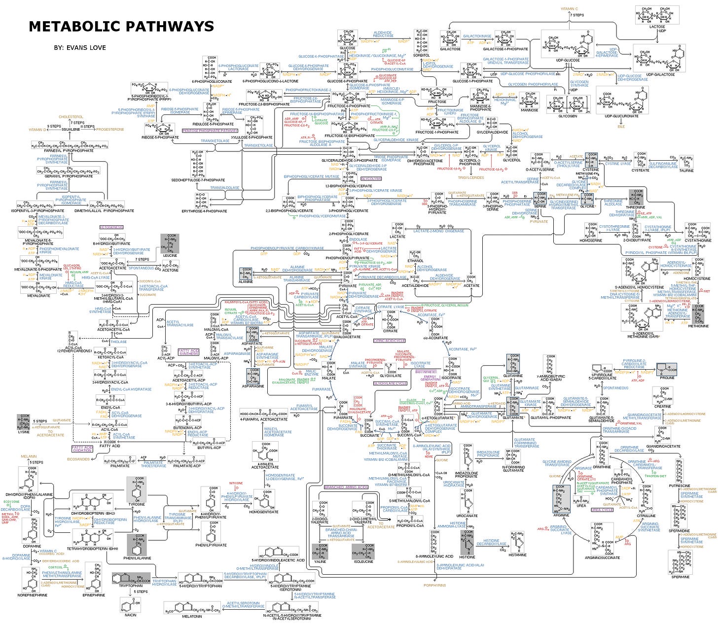 https://upload.wikimedia.org/wikipedia/commons/a/a8/Human_Metabolism_-_Pathways.jpg https://upload.wikimedia.org/wikipedia/commons/a/a8/Human_Metabolism_-_Pathways.jpg