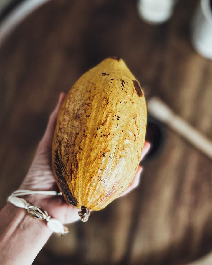 Cabosses de cacao colorées accrochées à un arbre, et cabosses séchées posées sur un Autel aux ancêtres