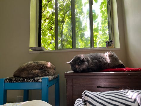 A collection of photos of Dilly (grey tortoiseshell cat) with her best friend Lucy (tortoiseshell cat).