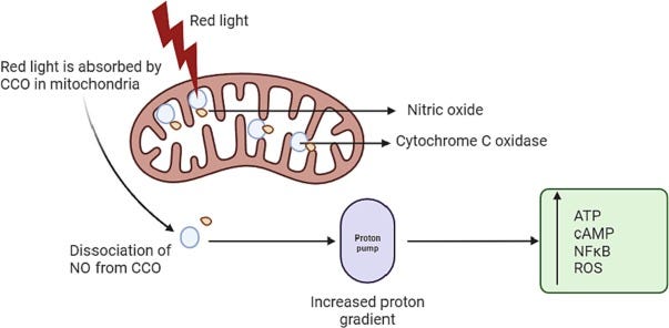 Cytochrome C Oxidase - an overview | ScienceDirect Topics