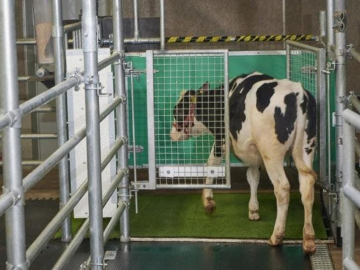 Cows Get Potty Trained To Use Moo Loos