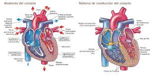 Imagen relacionada