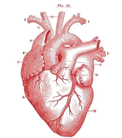 Royalty Free Images - Anatomical Heart - Vintage - The Graphics Fairy