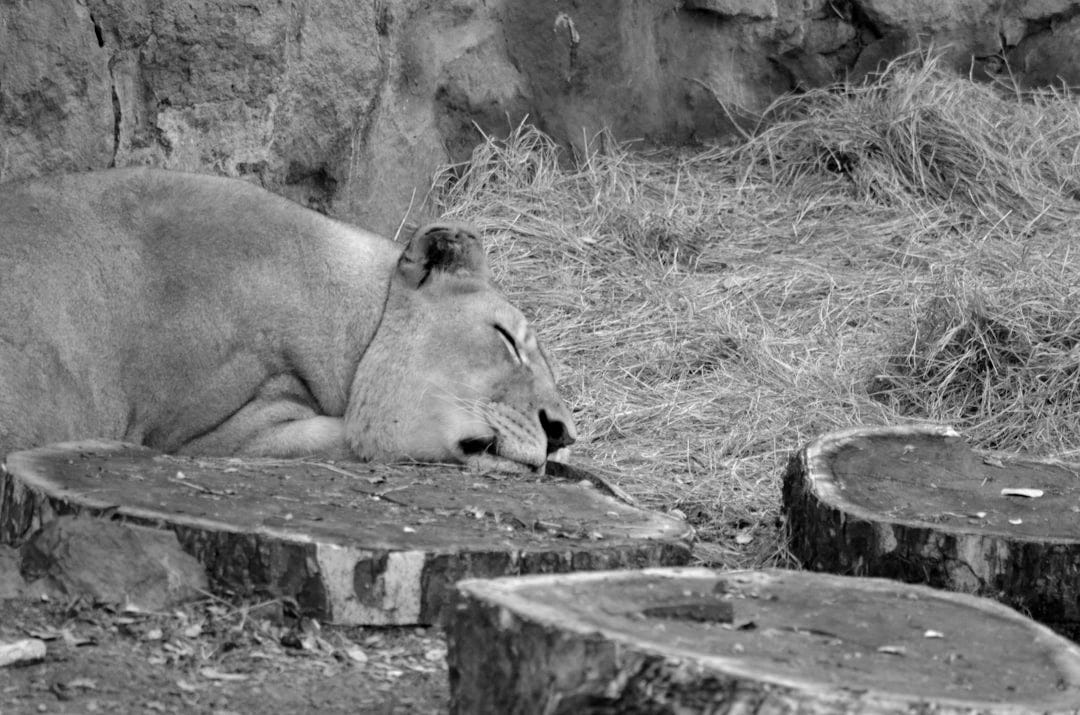 brown lion sleeping near wood stumps