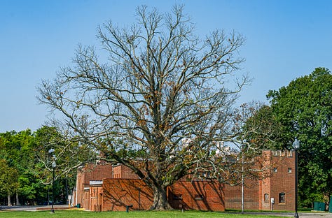 A large bur oak before and after a lightning strike.