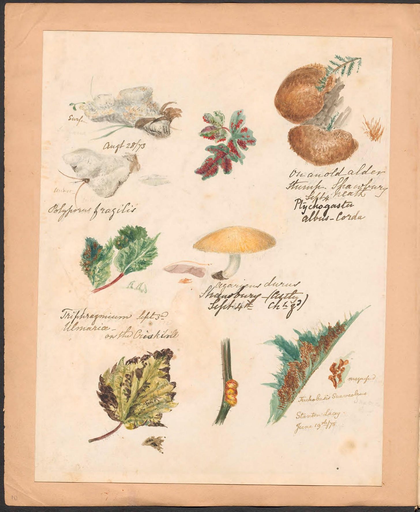 Book page image