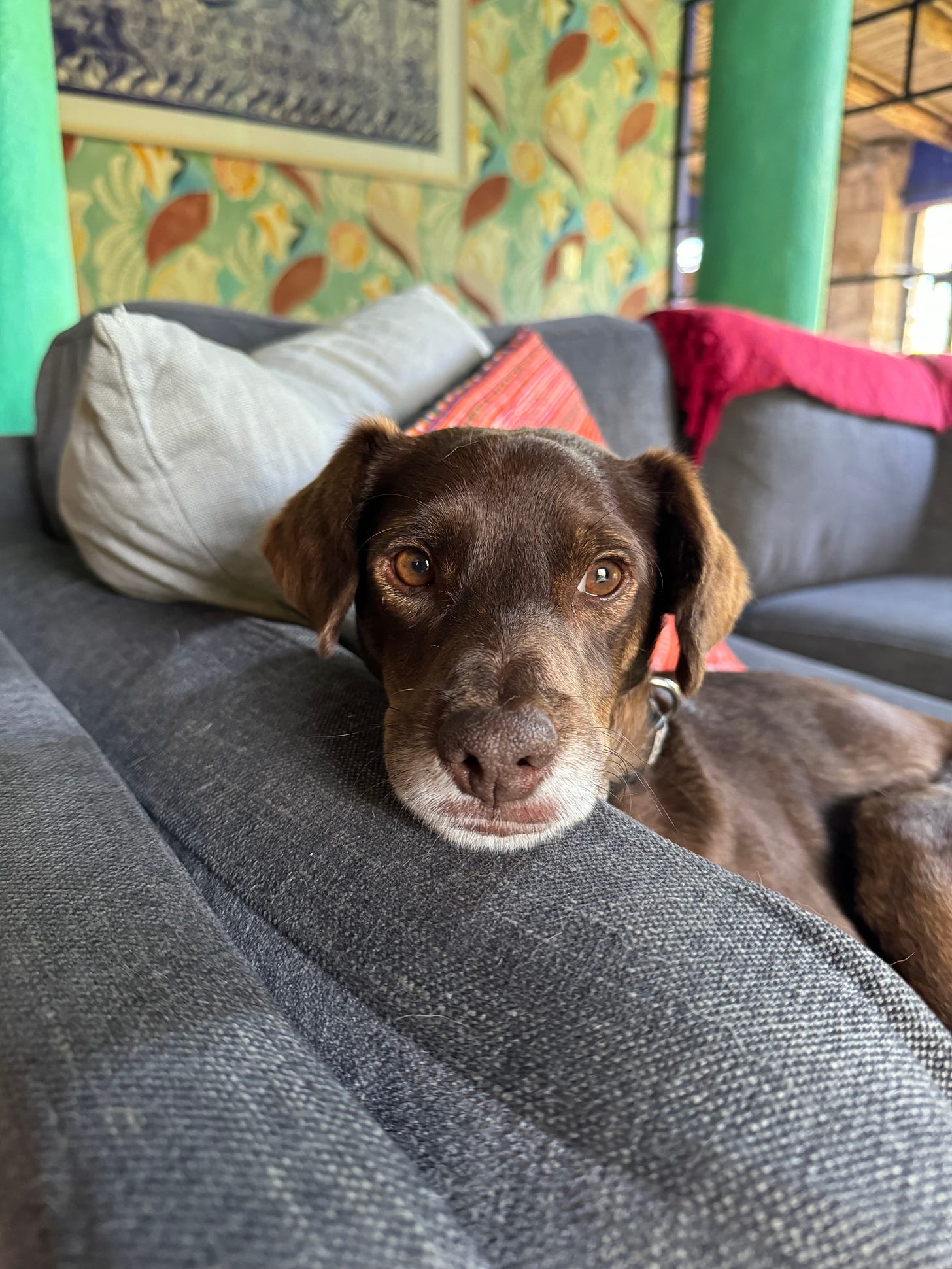 A photo of our dog Loo sitting on the couch.