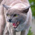 Is Joe Biden Chopping Kids Up With A Hatchet? NYT Once Again *Just Asking*!