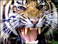 roarrrr roarrrr