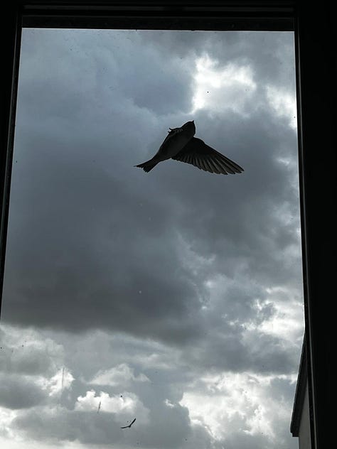 Swallows doing acrobatics viewed from a window.