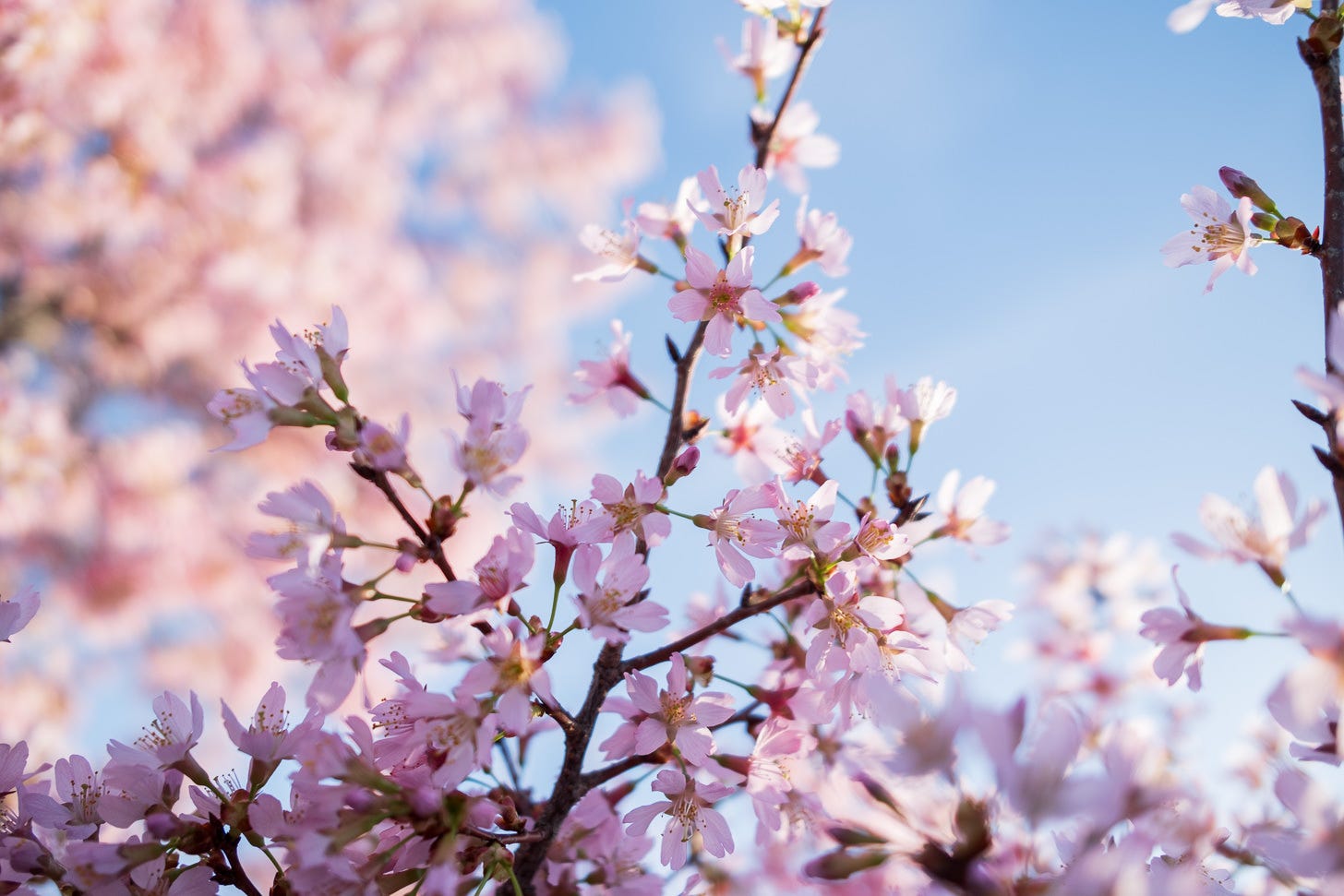 Cherry Blossom Watch Update: March 15, 2026