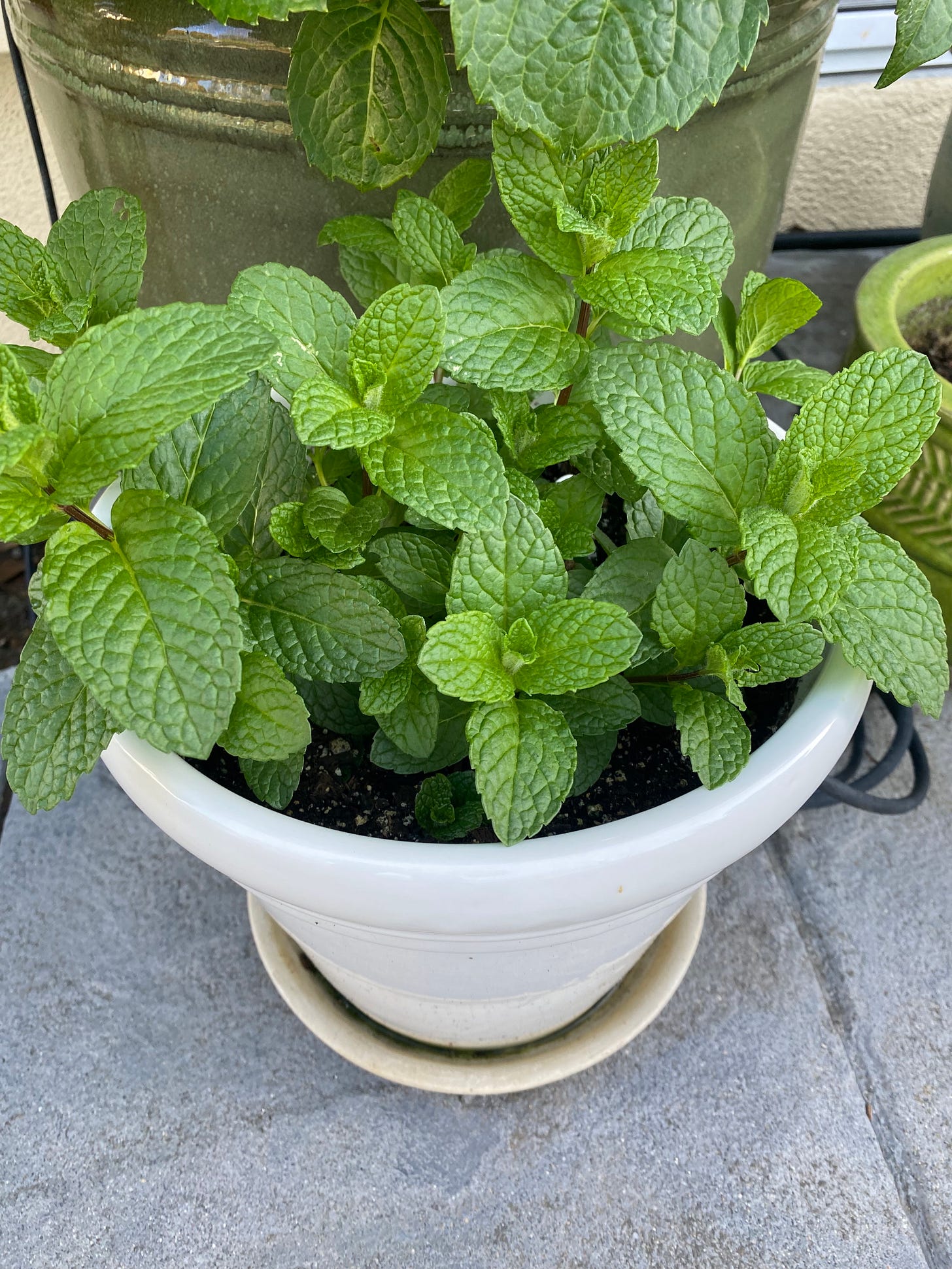 Fresh mint in a container in the backyard.