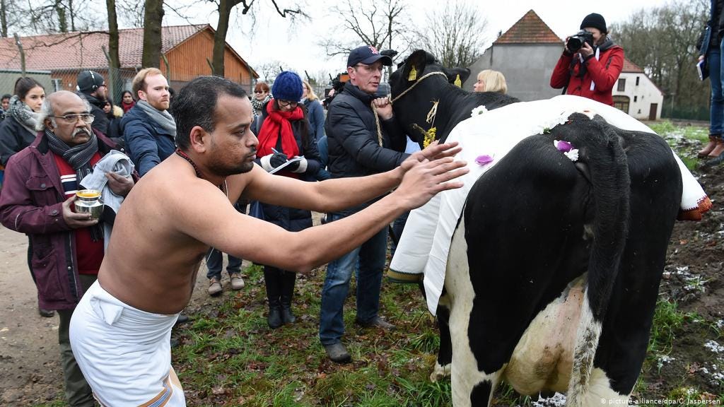 Germany: Cow gives blessing for Hindu temple in Bremen | News | DW |  17.01.2018