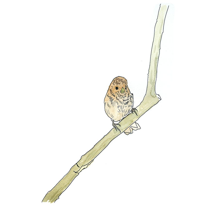 Watercolor sketch of a Vinous-throated Parrotbill perched on a bare branch, drawn near the Yeocha-ri tidal flats on Ganghwa Island. Watercolor sketch of a Vinous-throated Parrotbill perched on a bare branch, drawn near the Yeocha-ri tidal flats on Ganghwa Island.