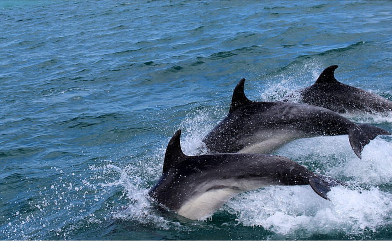 Three dolphins swimming close together, simultaneously arc back into the water, throwing white spray up around them. Three dolphins swimming close together, simultaneously arc back into the water, throwing white spray up around them.