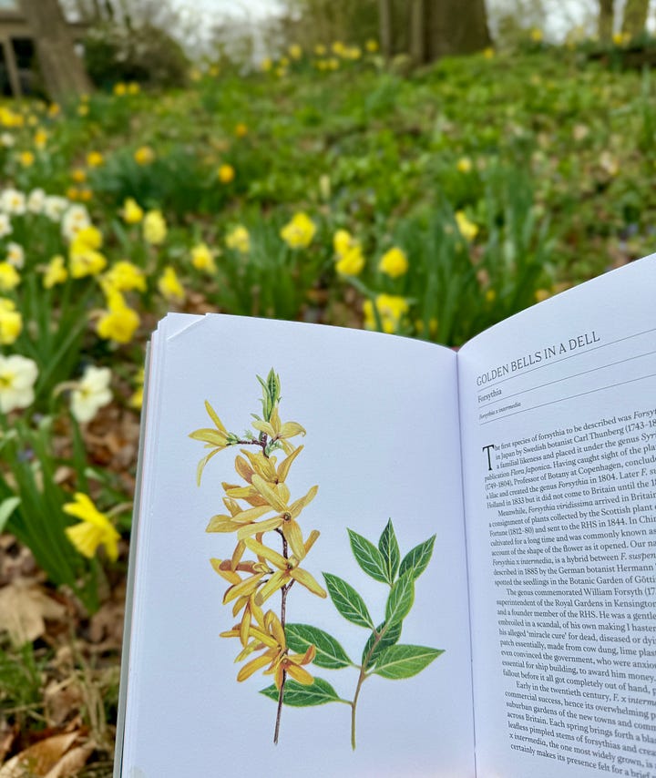 Illustrations for Tulipa and Forsythia in 'A Short History of Flowers' by Advolly Richmond