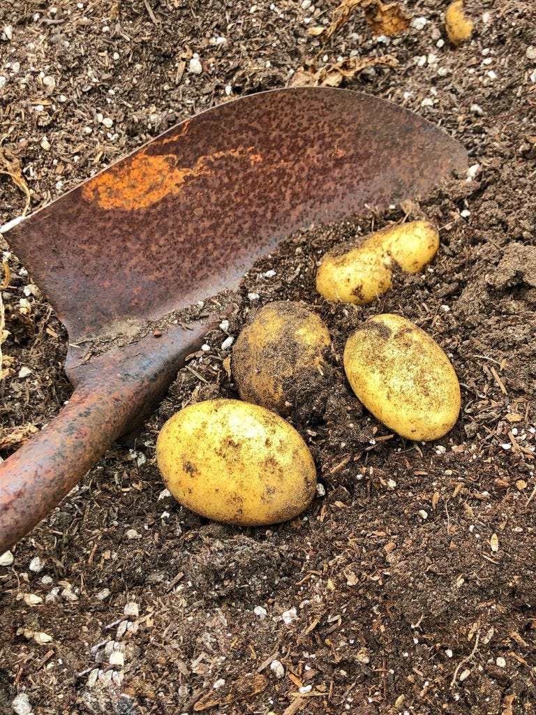 Potatoes and a shovel in the dirt
AI-generated content may be incorrect. Potatoes and a shovel in the dirt
AI-generated content may be incorrect.