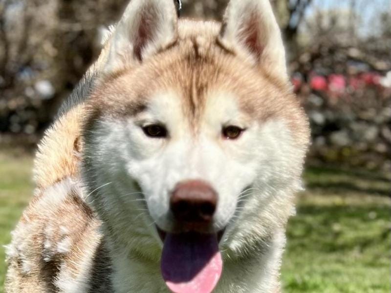 Adoptable Dog of the Week: Crash Bandicoot