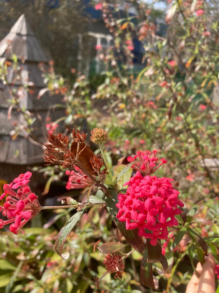 Current blooms in the Florida-Friendly Landscaping garden include pink flowered peach, dark pink Panama rose flower clusters, violet three-petaled spiderwort, and reddish pink azalea flowers.