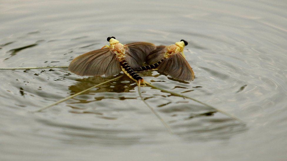In pictures: Mayfly swarms dance on Hungary river - BBC News