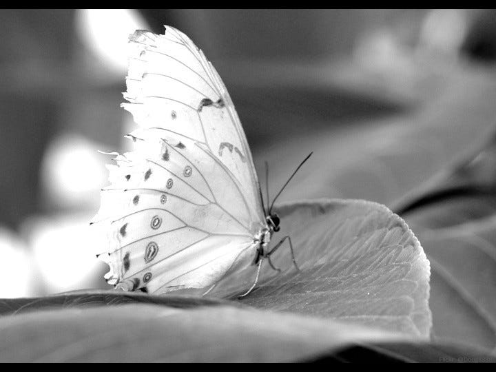 Close up butterfly on leaf