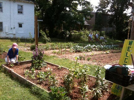 Diverse families--African American, Burmese. Latina, and white--in a Charlottesville, VA, community garden.