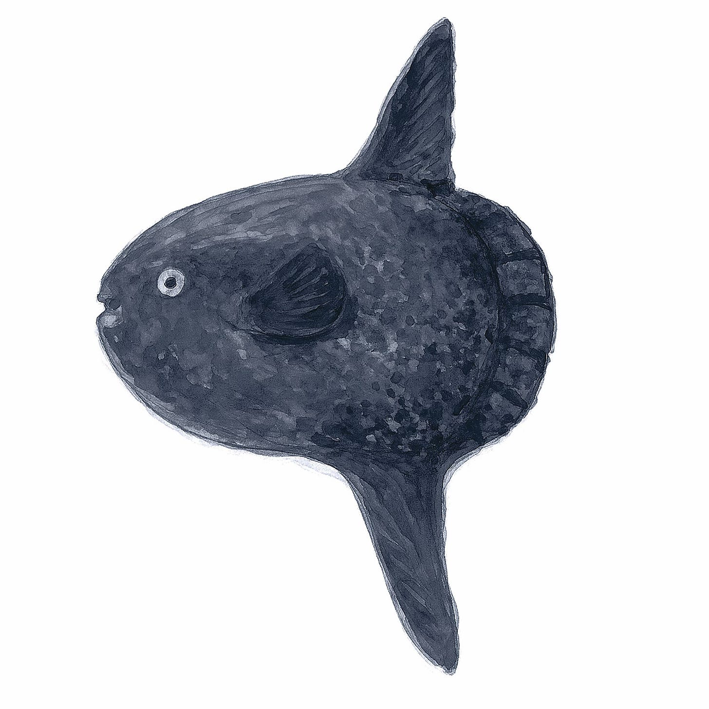 マンボウのイラスト。表紙などに使う予定です。