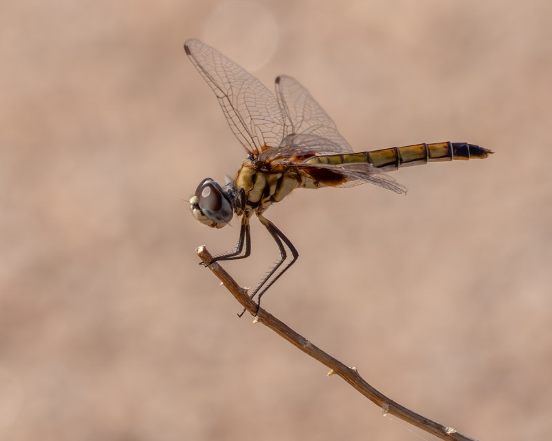 20250728-Sewailo-69-Edit.jpg 20250728-Sewailo-69-Edit.jpg