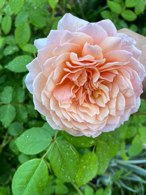Zéphirine Drouhin, Benjamin Britten, Duc de Cambridge, Carefree Beauty, Grace, floating roses