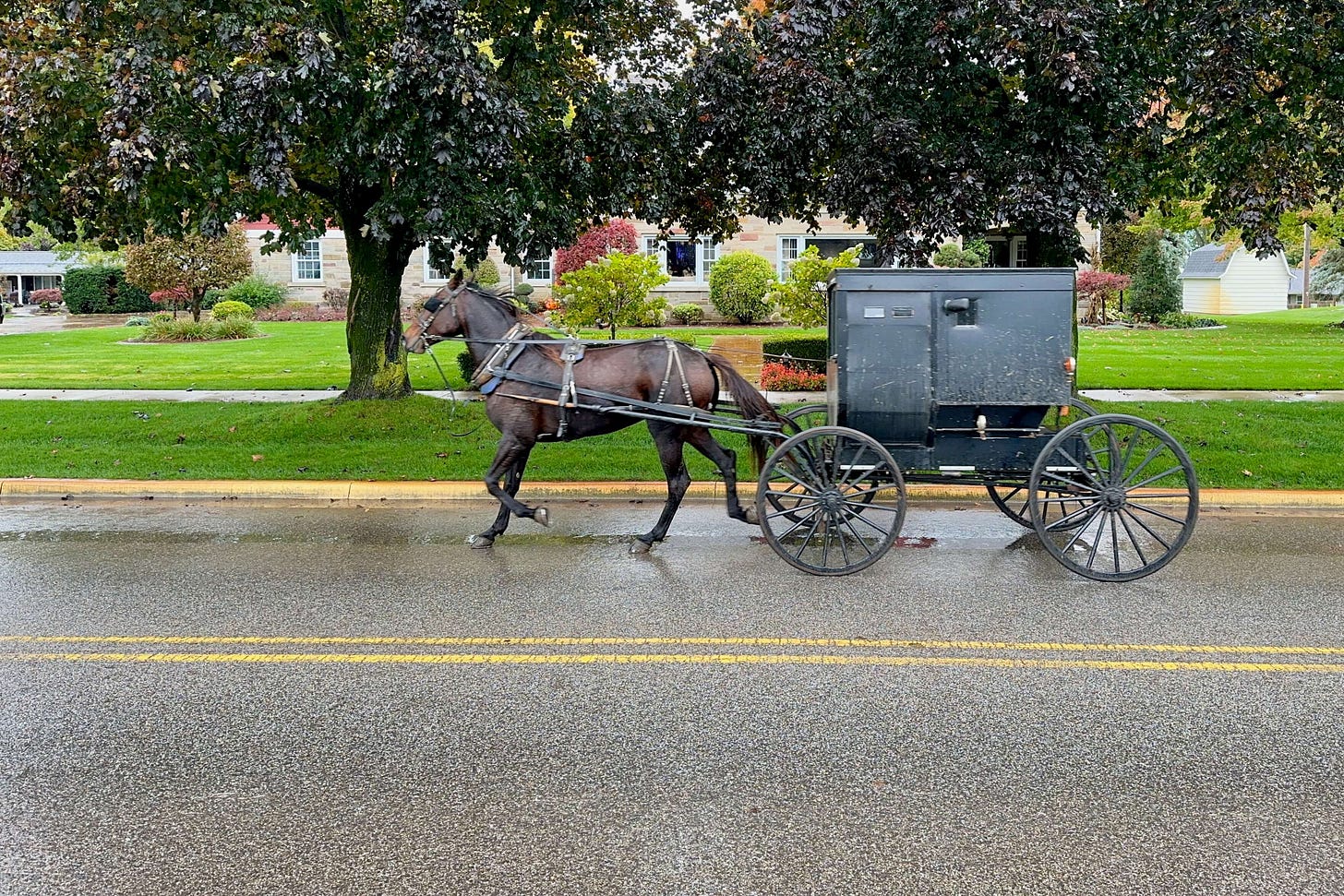 Pferd trabt mit Buggy auf der Strasse. Pferd trabt mit Buggy auf der Strasse.