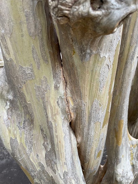 Six images showing different stages of inosculation in crepe myrtle trees. Some sections have fully fused, while others are nearly fused, and others will never fuse because the limbs grew apart before the cambium layers fused.