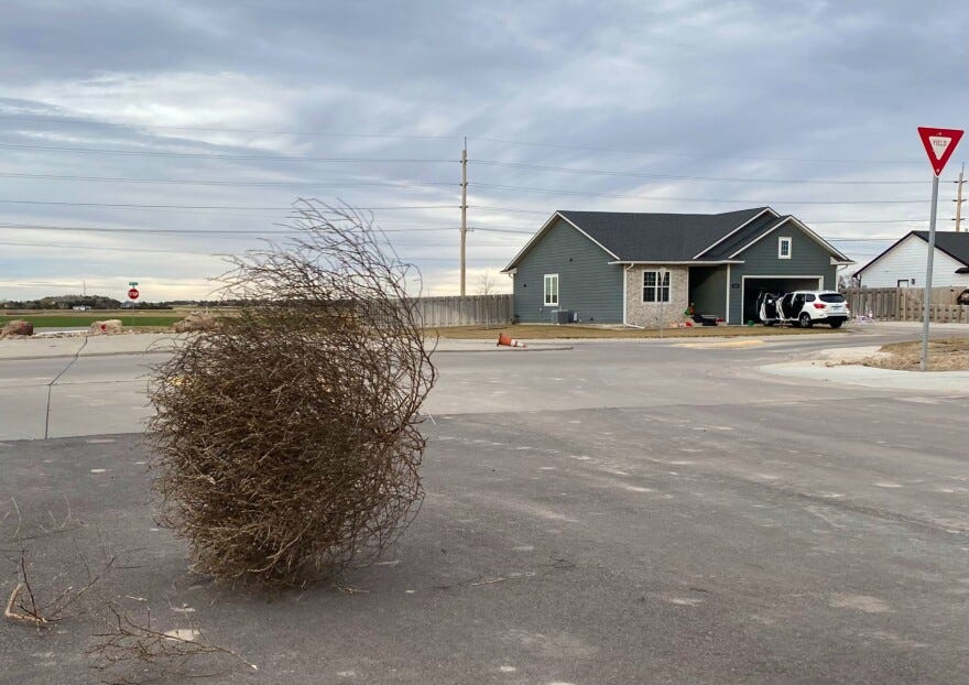 Tumbleweeds can be so bad in the Great Plains that they bury homes and  cause fire danger | KCUR - Kansas City news and NPR