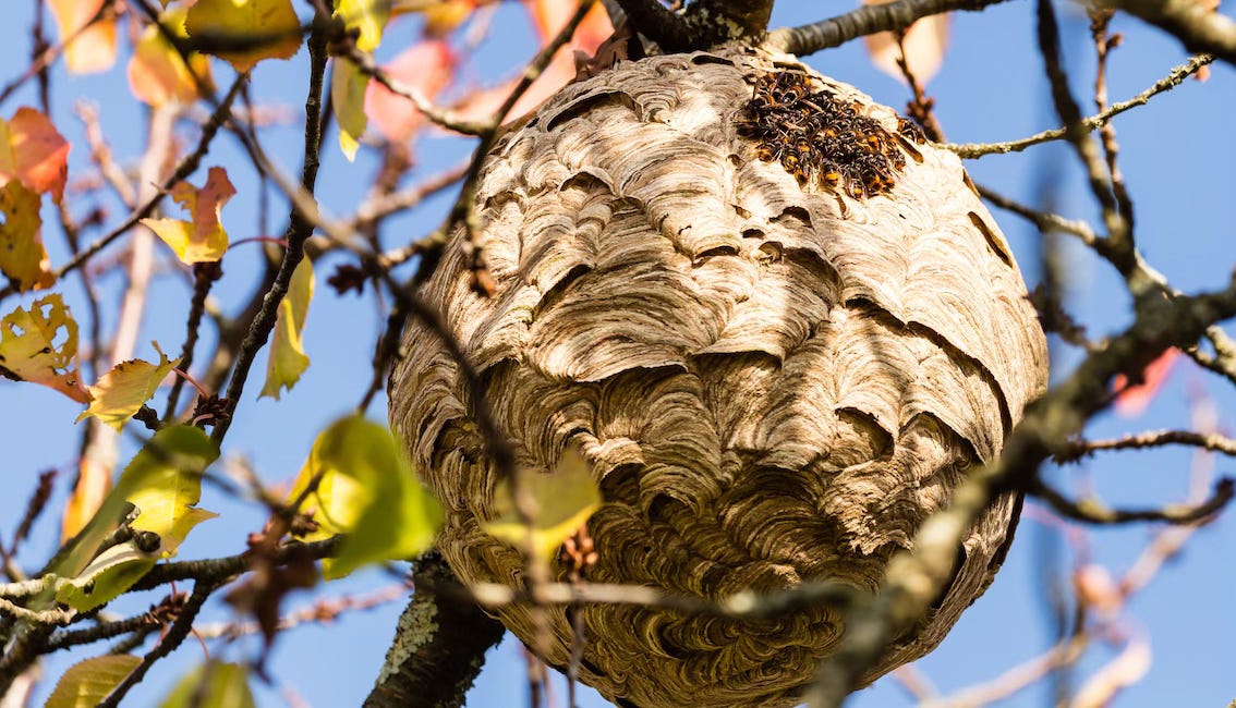 Loi frelon, les comités départementaux arrivent ?
