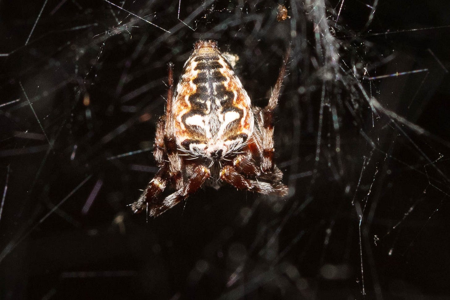 Close-up of a slightly fuzzy orbweaver spider with a large, round-edged abdomen that tapers at the end opposite the spider's cephalothorax. The abdomen has an ornate design in different shades of white, amber, and brown. I am not sure how to describe the design succinctly - it sort of looks like that ferny feather shape you sometimes see in latte art.