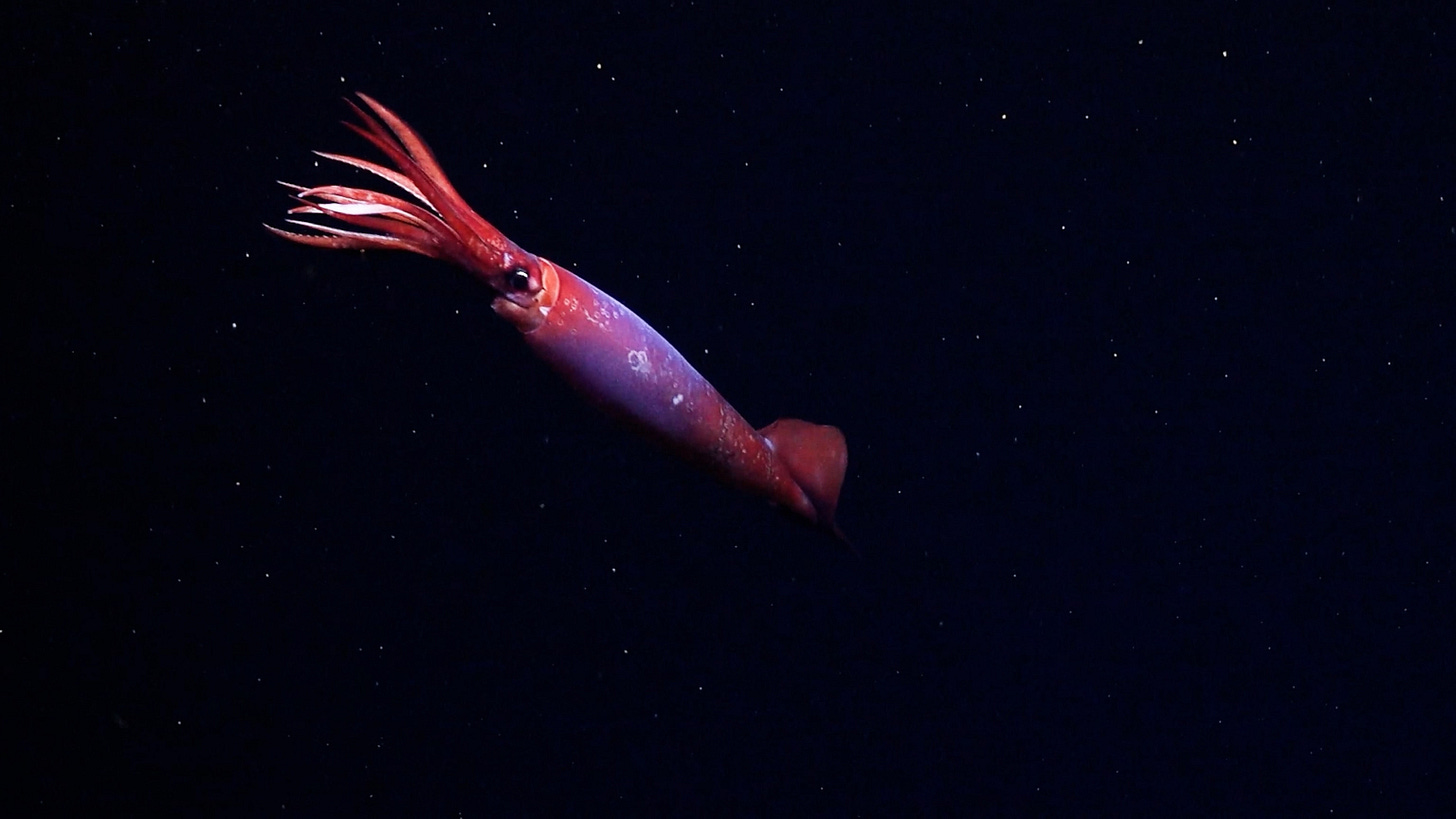 We've never seen this rare squid alive in the wild—until now | National  Geographic