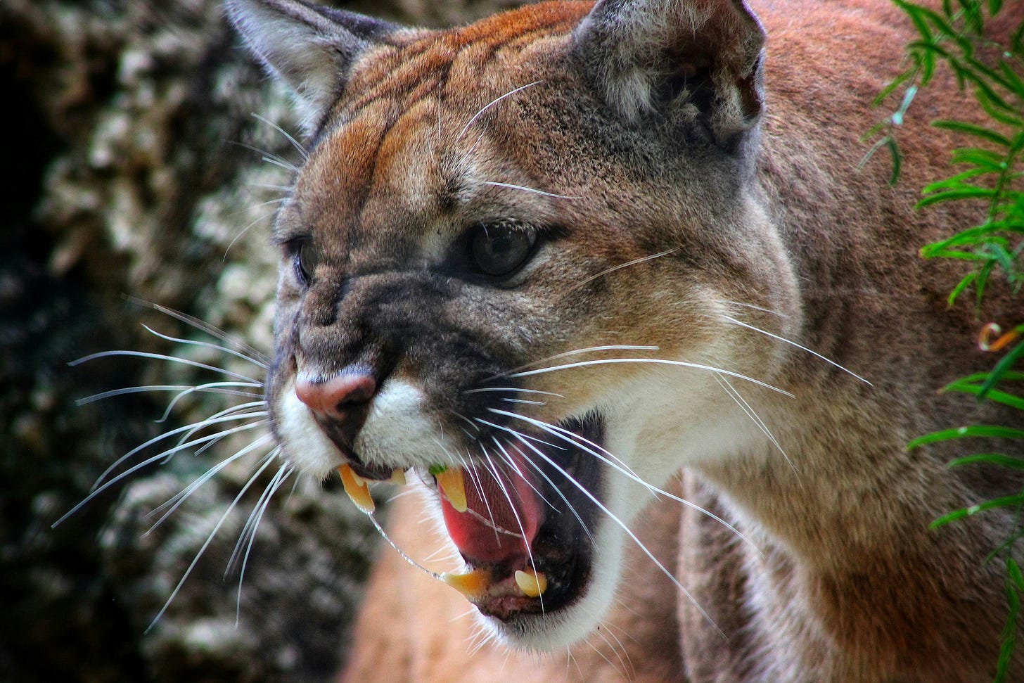 A close-up shot of a cougar, mouth open and fangs bared