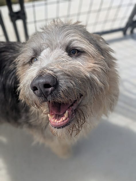 A scruffy muppet-like dog smiles for the camera!