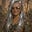 Audrey A's avatar